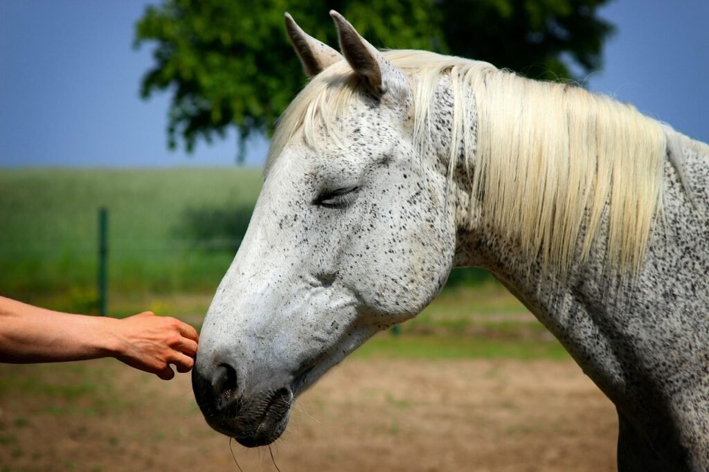 Horse with a hand reaching out to it